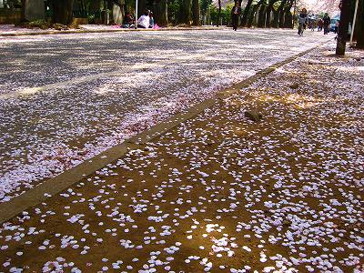 谷中で花見_a0036808_19182749.jpg