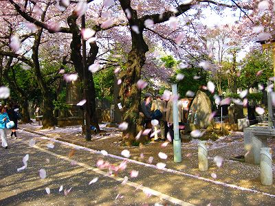 谷中で花見_a0036808_1919251.jpg