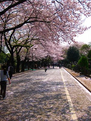 谷中で花見_a0036808_1995650.jpg