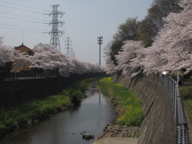 東京の桜その2_b0042308_22195492.jpg
