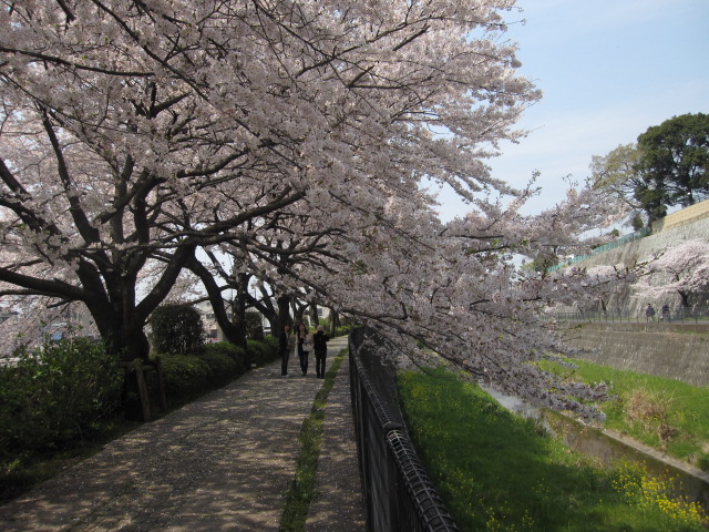 東京の桜その2_b0042308_22252554.jpg