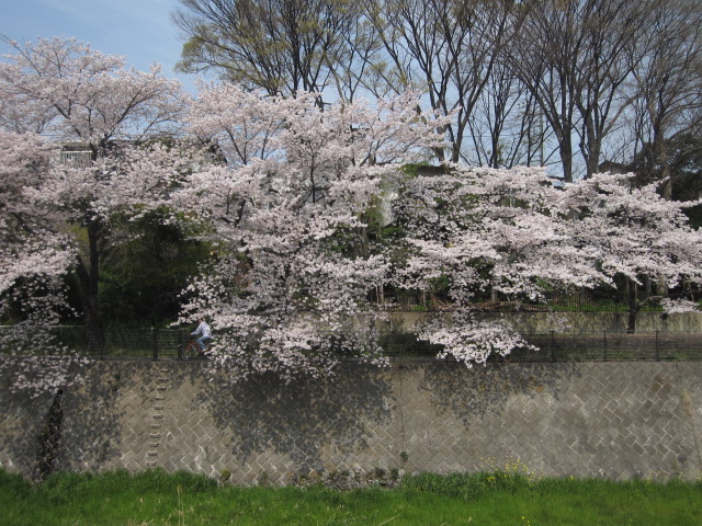 東京の桜その2_b0042308_22271571.jpg