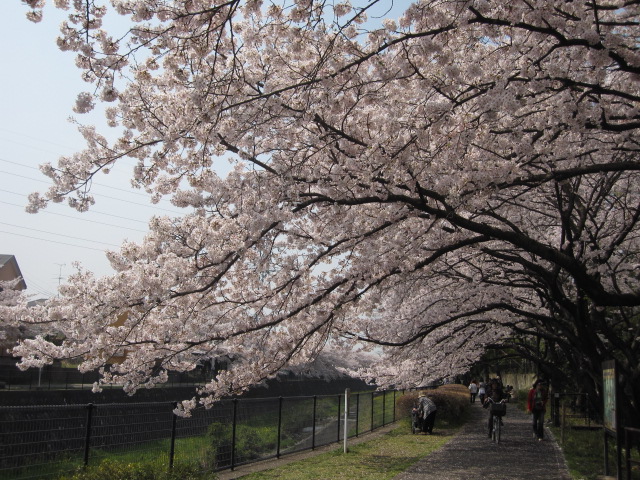 東京の桜その2_b0042308_22285830.jpg