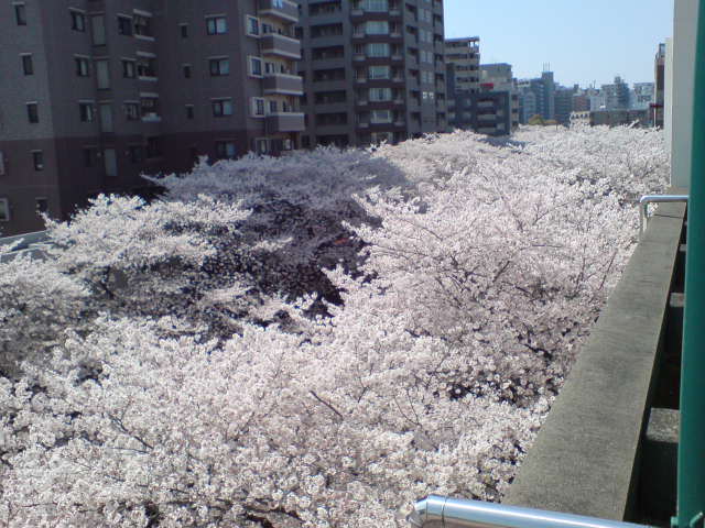 うす桃色の雲の上（頭の中もね…）_a0095010_20235364.jpg