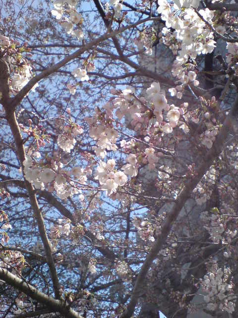 a0095010_20294327.jpg