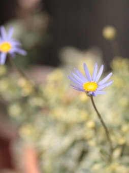 blue daisy_d0148610_1301435.jpg