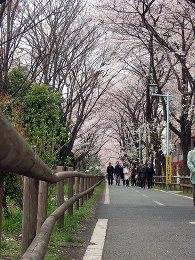 多摩湖自転車道桜めぐり 風そよぐ 晴れた海