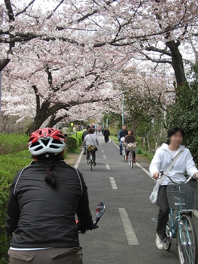 多摩湖自転車道桜めぐり 風そよぐ 晴れた海 多摩湖自転車道桜めぐり 風そよぐ 晴れた海