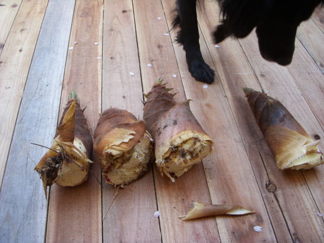 c0017311_9264846.jpg