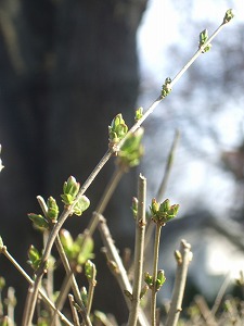 e0124011_043050.jpg
