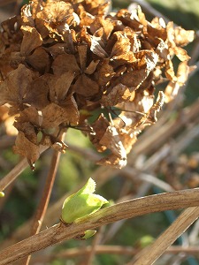 e0124011_053783.jpg