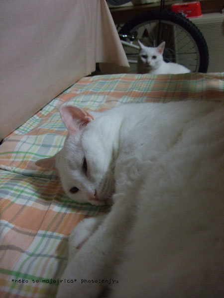 c0123612_3144032.jpg