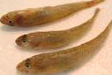 e0125014_1244382.jpg
