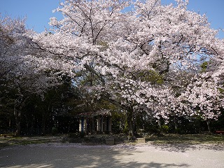 亀山“亀山公園”の桜_a0101716_2014765.jpg