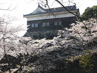 亀山“亀山公園”の桜_a0101716_20215018.jpg