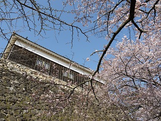 亀山“亀山公園”の桜_a0101716_2022561.jpg