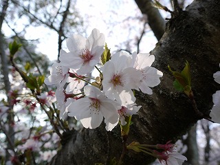 鈴鹿“青少年の森”の桜_a0101716_7583580.jpg