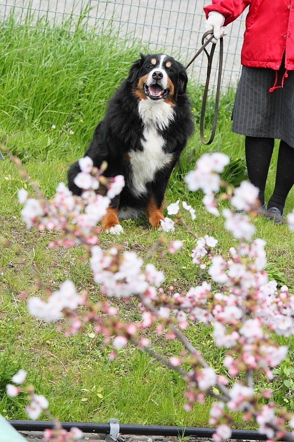 さくら、大好き！！―おかあさんが(^^;) -写真にコメント追加_b0065717_757412.jpg