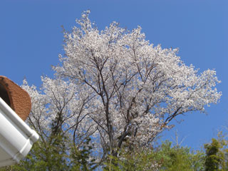f0196817_15265778.jpg