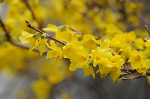 連翹・西洋十二単・花蘇芳・柊糯・百合の木・花梨とカワラヒワ_a0037019_6513148.jpg