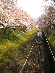 まだまだ桜咲いてます_c0086221_973564.jpg