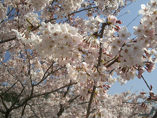 まだまだ桜咲いてます_c0086221_974425.jpg