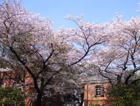 界隈の桜とともに_f0108825_8354954.jpg