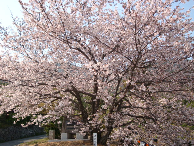 桜。_c0118926_1045753.jpg