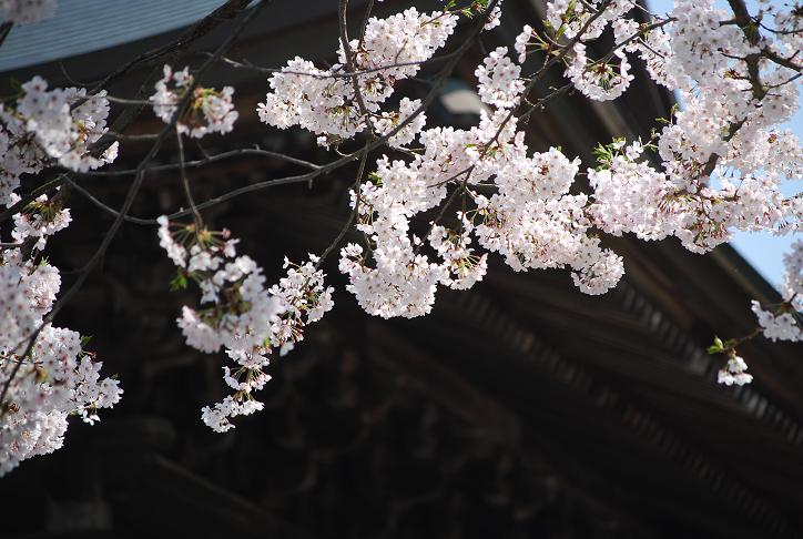 建長寺（4月7日）_d0085228_22105258.jpg