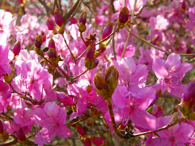 c0141933_1333595.jpg