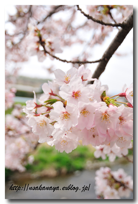 桜！さくら！！サクラ！！！_d0069838_21302146.jpg