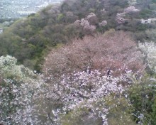 お花見_e0173239_13481584.jpg