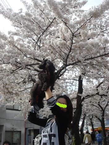 SAKURA_f0088839_10562045.jpg