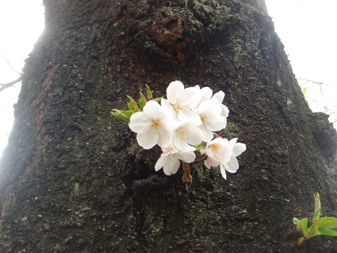 SAKURA_f0088839_1101423.jpg