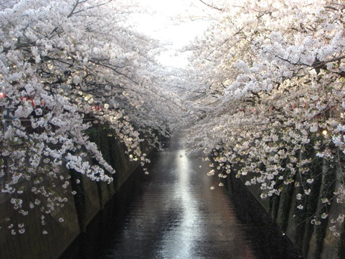 SAKURA_f0088839_11101517.jpg