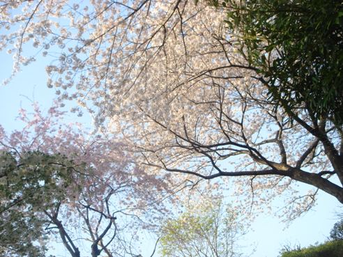 SAKURA_f0088839_1111986.jpg