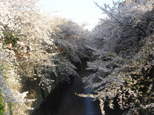 SAKURA_f0088839_1165661.jpg