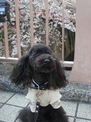 SAKURA_f0088839_118971.jpg