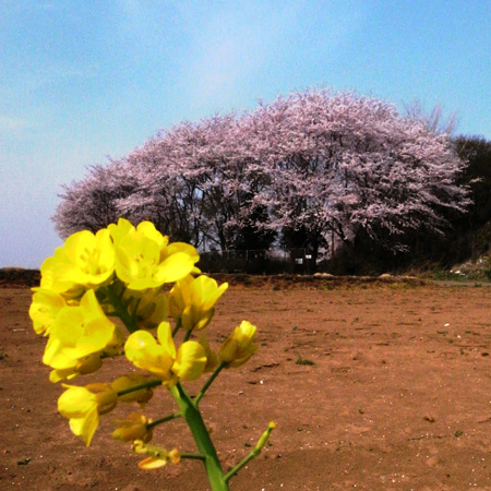 鱧と桜_c0119742_0395848.jpg