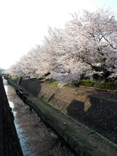 桜の花吹雪。_f0094843_20232250.jpg