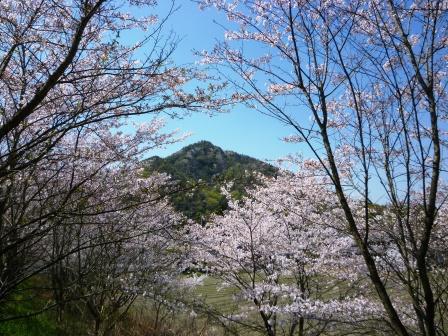 三木町の桜_c0174644_2382316.jpg