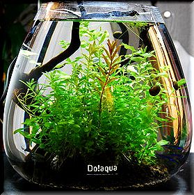 贈り物 ADA Do!aquaオーバル25 水草