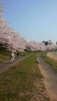 桜♪満開_d0004447_912414.jpg