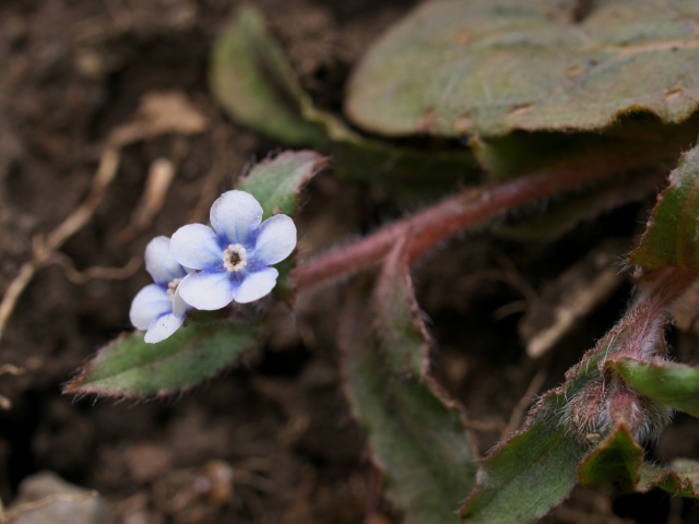 春の花散策_e0151447_2245139.jpg