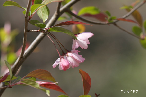 植え込みの花_e0168748_15404178.jpg