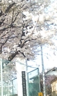 学校の桜の木_e0150849_16255699.jpg