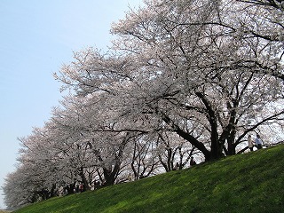 桜_a0096255_9163498.jpg