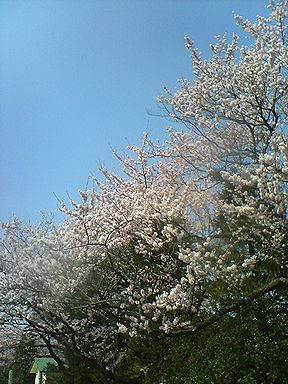 a0096557_20395398.jpg