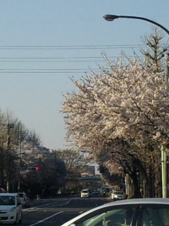 桜３_f0202257_204861.jpg