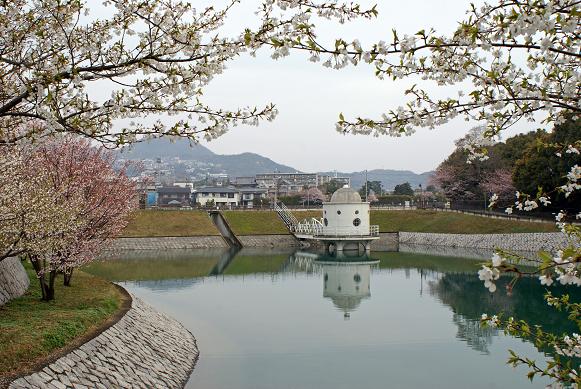火垂るの墓 ゆかりのニテコ池の桜 たんぶーらんの戯言 火垂るの墓 ゆかりのニテコ池の桜 たんぶーらんの戯言